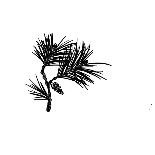 Shore Pine Counselling